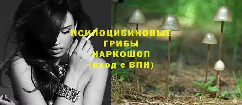 blacksprut онион  Ермолино  Псилоцибиновые грибы Magic Shrooms 